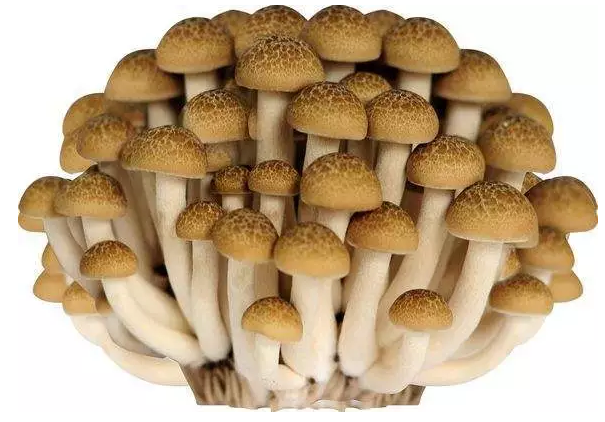 http://m.zjyouhua.com/ewebeditor/uploadfile/20170914091421667001.png