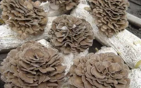 http://m.zjyouhua.com/ewebeditor/uploadfile/20170914091445139001.png