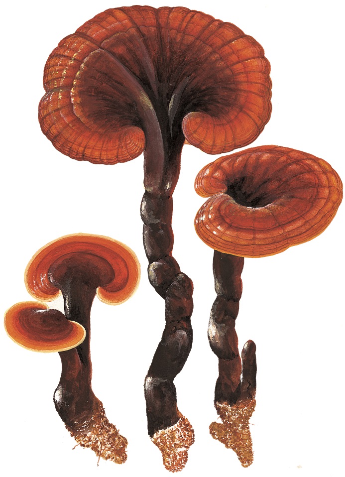 圖片關鍵詞 圖片關鍵詞