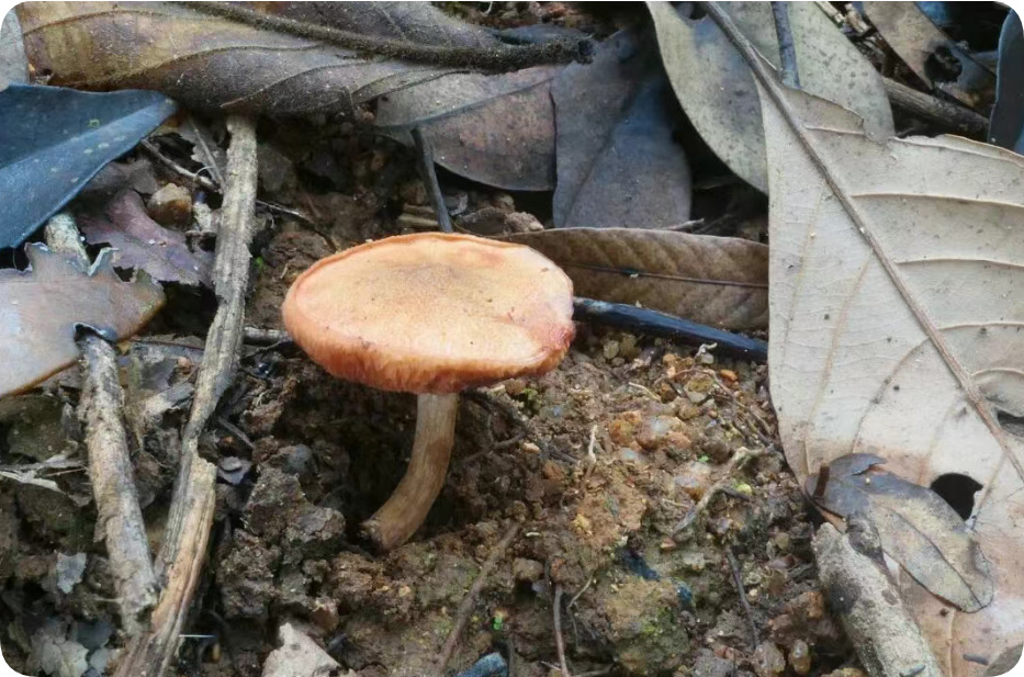 圖片關(guān)鍵詞